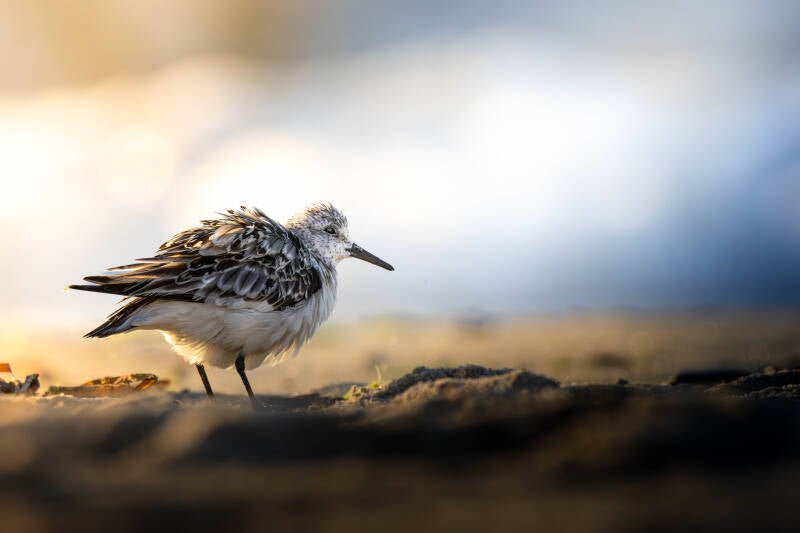 Bécasseau sanderling