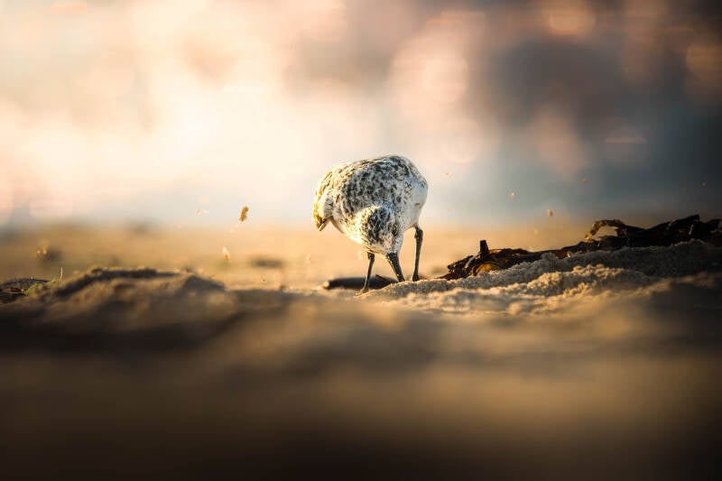 Bécasseau sanderling