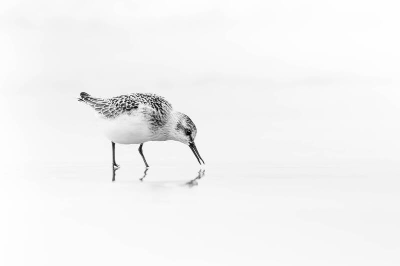Bécasseau sanderling