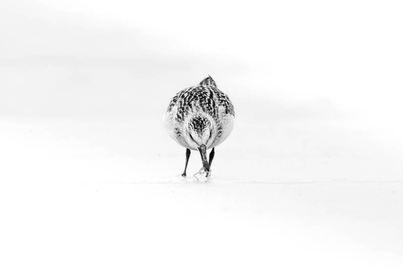 Bécasseau sanderling