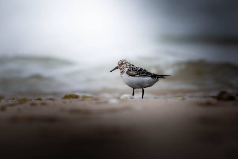 Bécasseau sanderling