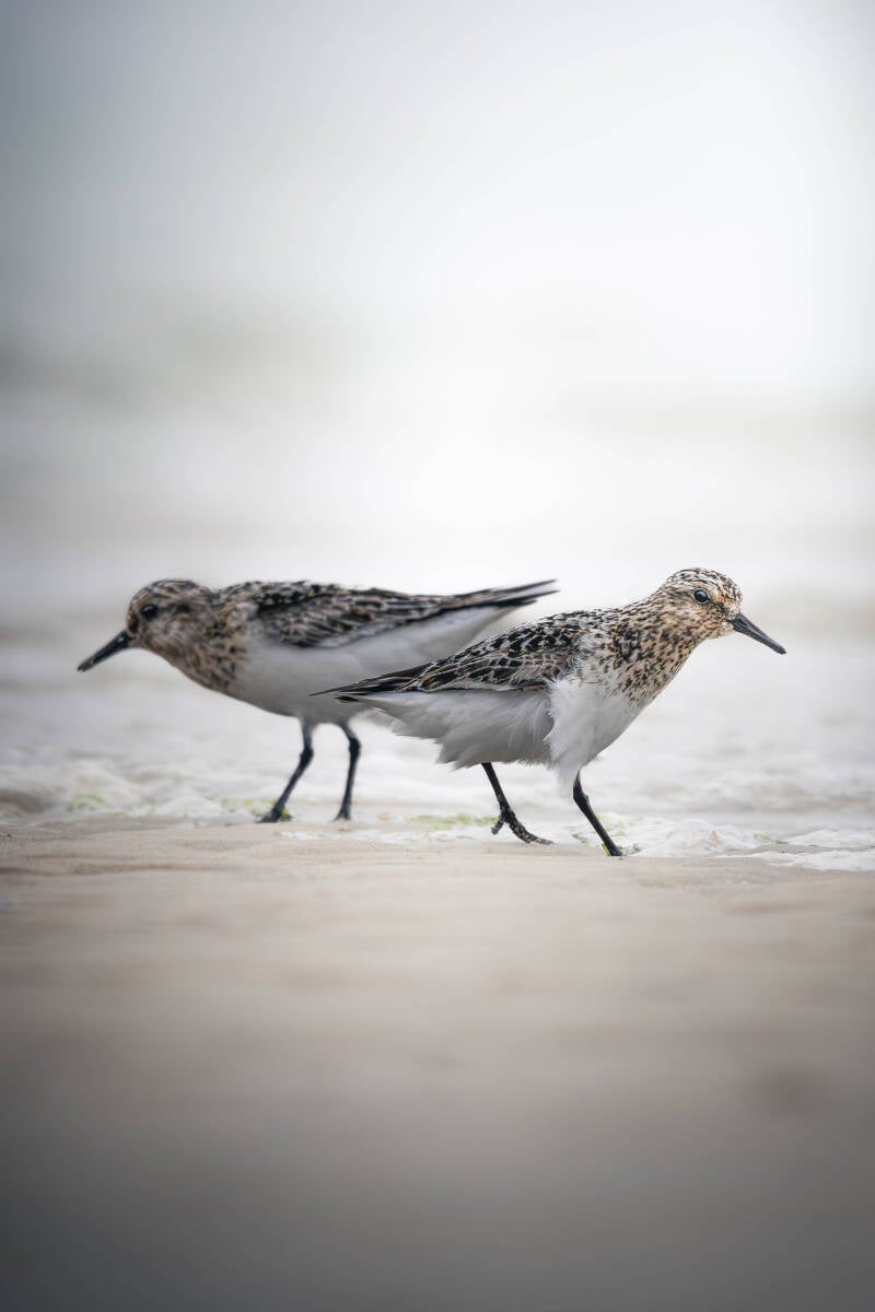 Bécasseau sanderling