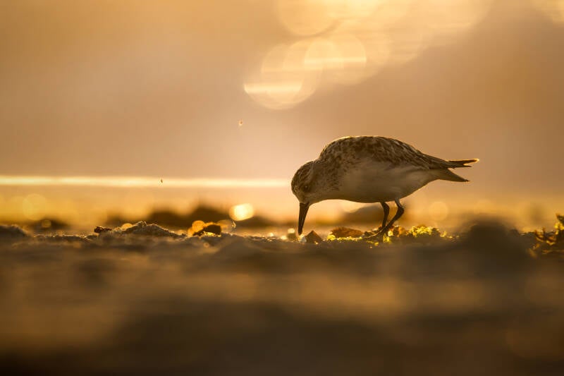 Bécasseau sanderling