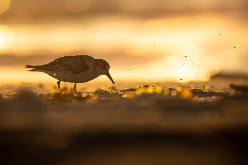 Bécasseau sanderling