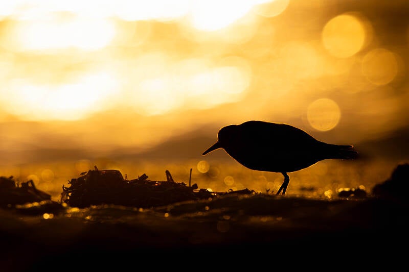 Bécasseau sanderling