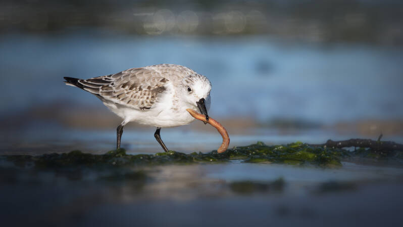 Bécasseau sanderling