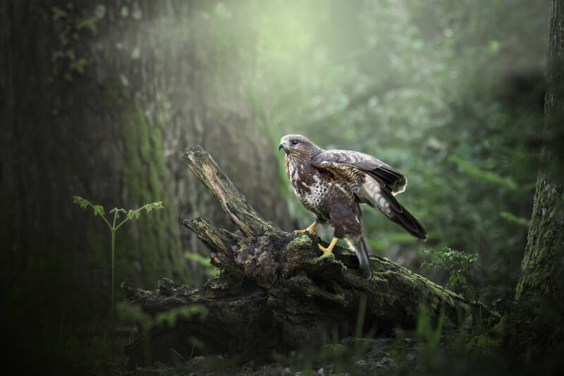 Buse variable