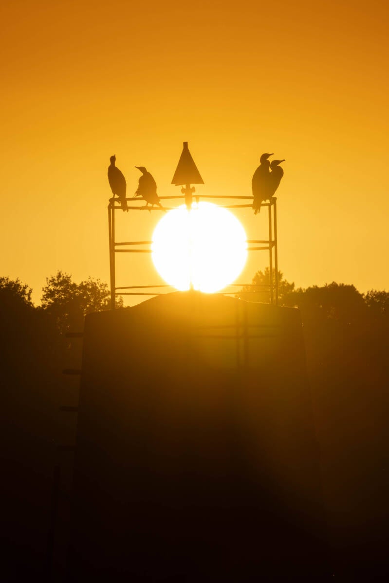 Grands Cormorans