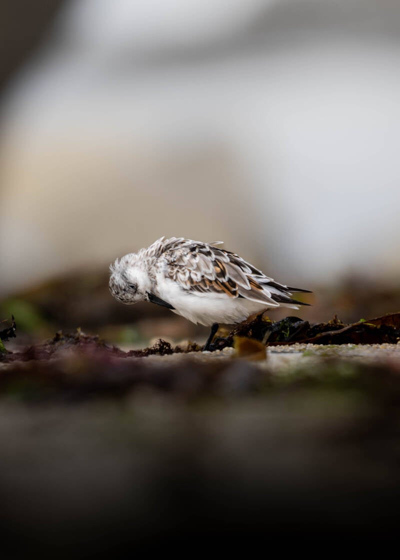 Bécasseau sanderling