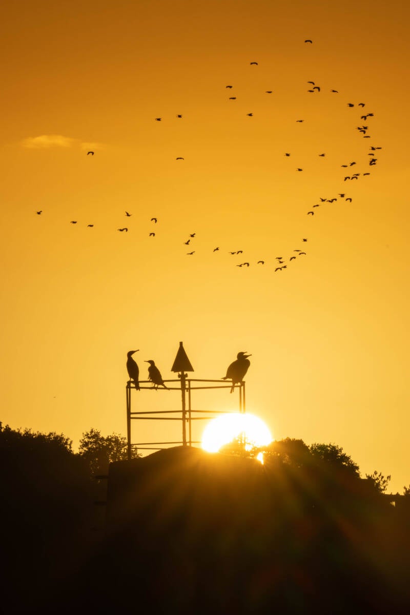 Grands Cormorans