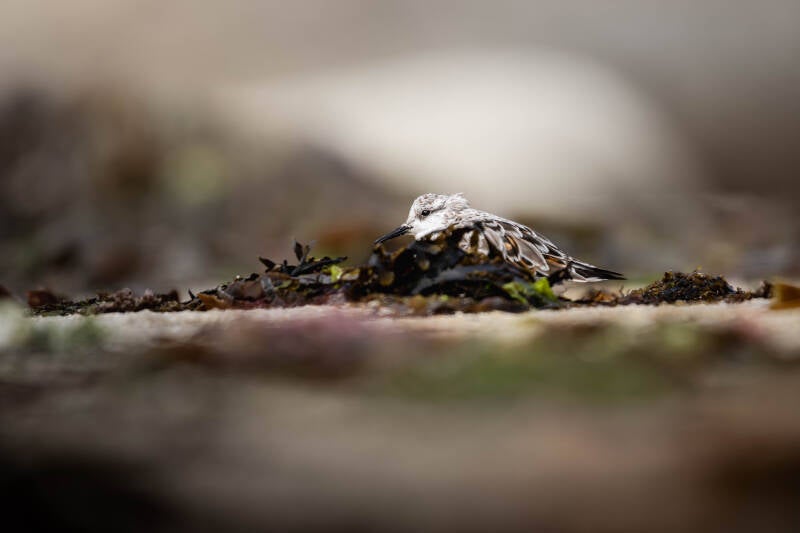 Bécasseau sanderling