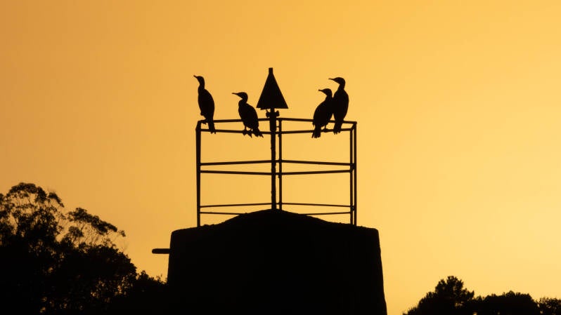 Grands Cormorans