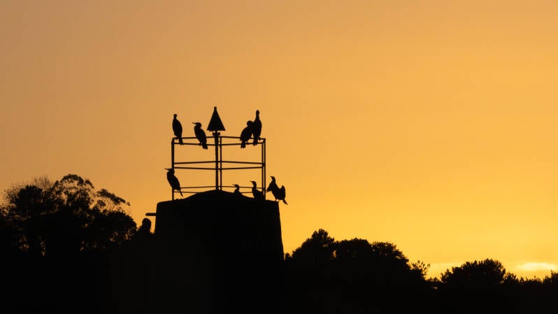 Grands Cormorans