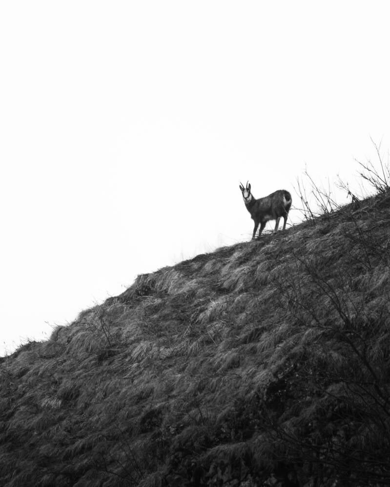 Chamois