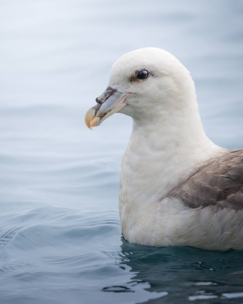 Fulmar boréal