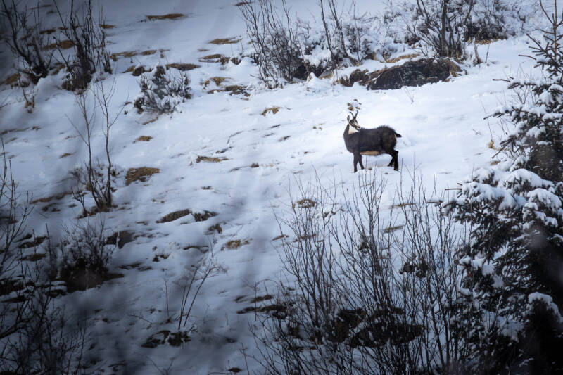 Chamois
