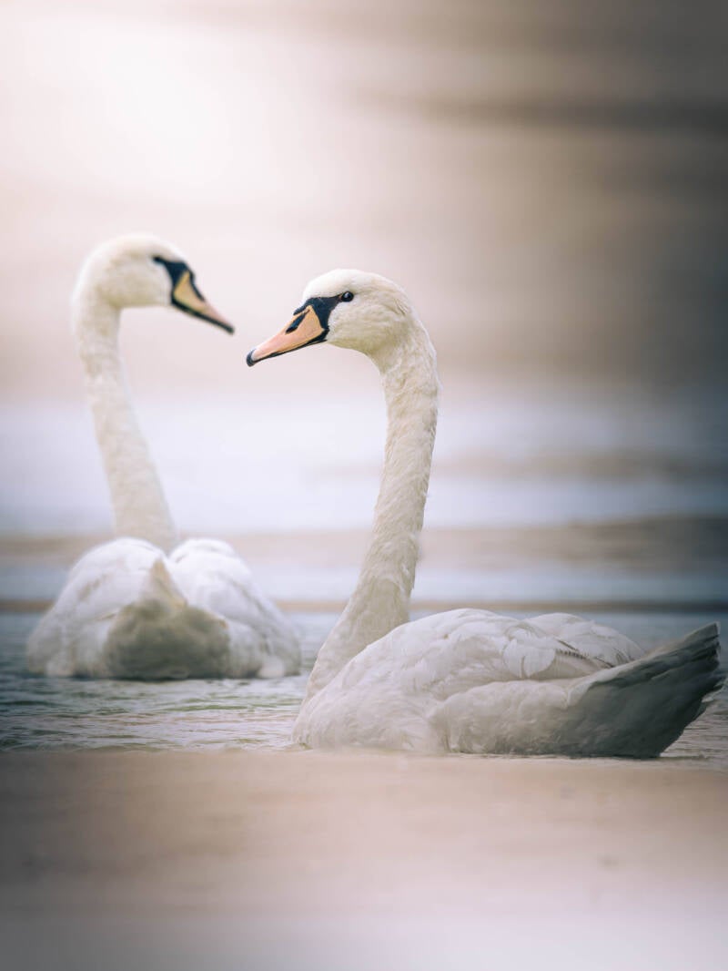 Cygne tuberculé