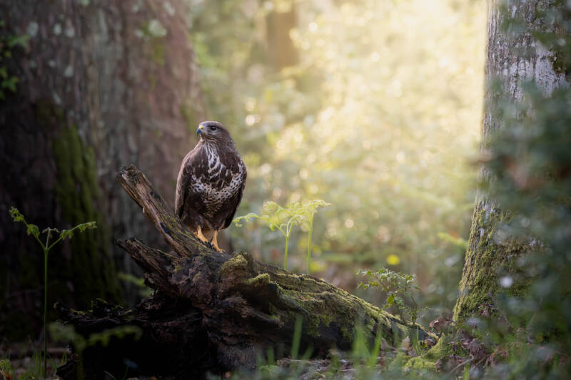 Buse variable