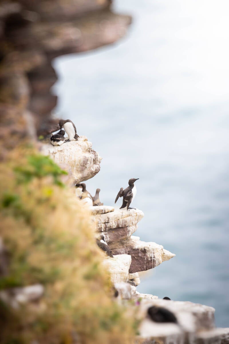 Guillemot de troïl