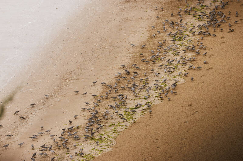 Bécasseaux sanderling