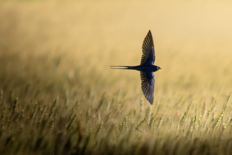Hirondelle rustique