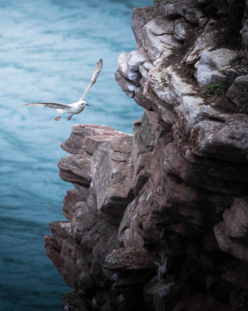 Fulmar Boréal