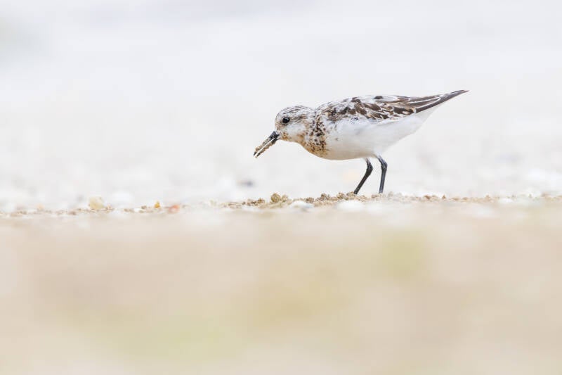 Bécasseau sanderling
