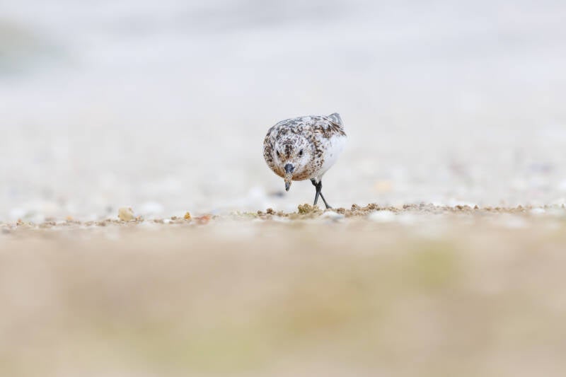 Bécasseau sanderling