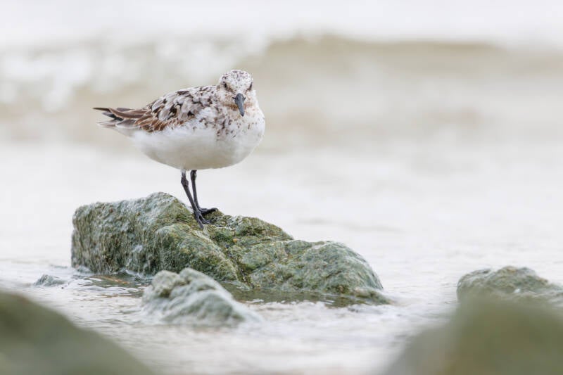 Bécasseau sanderling