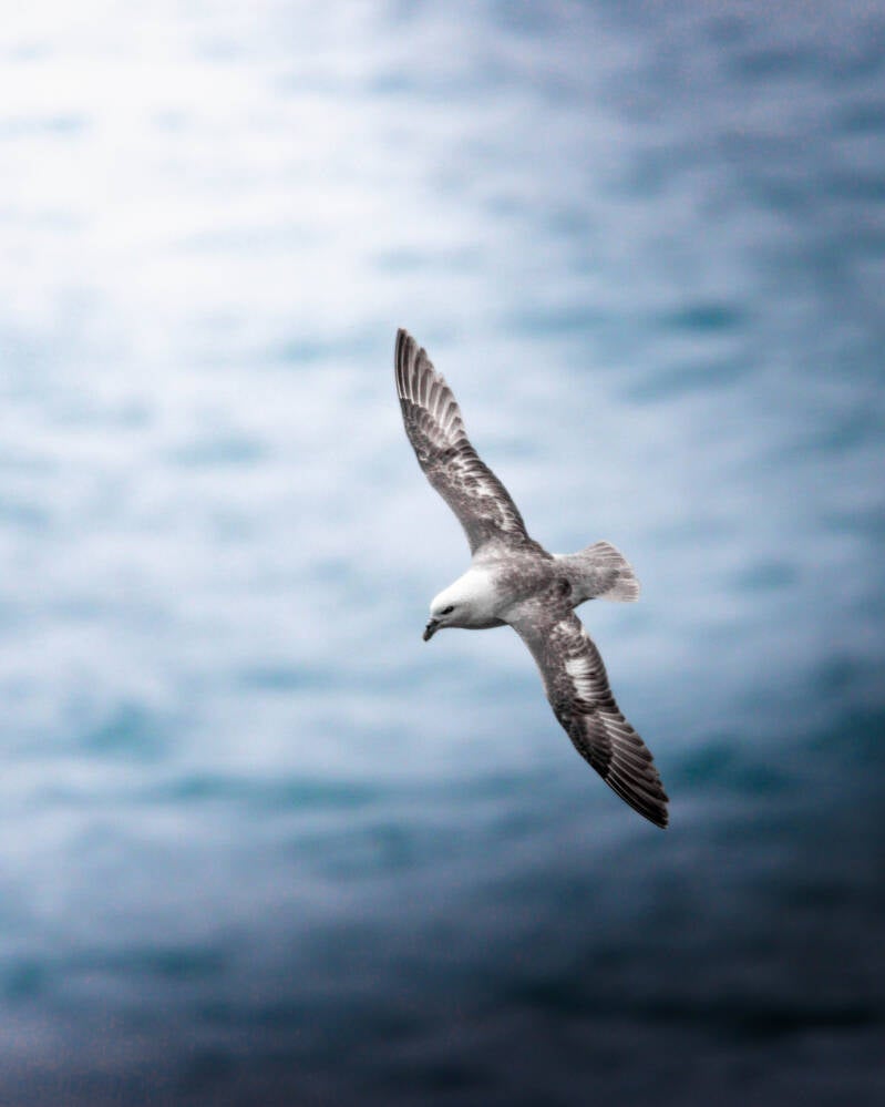Fulmar Boréal