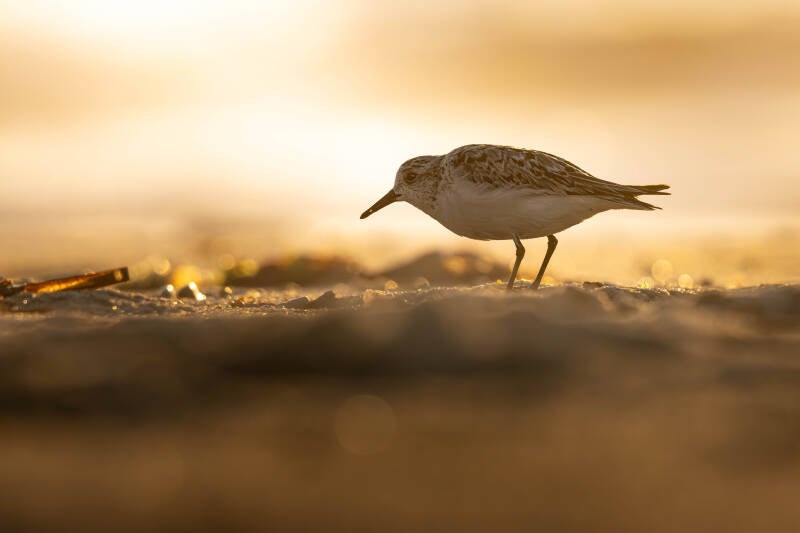 Bécasseau sanderling