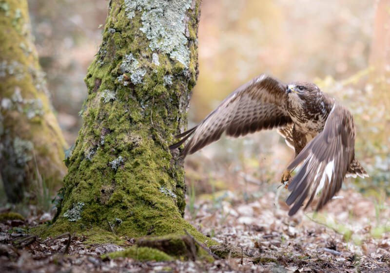 Buse variable