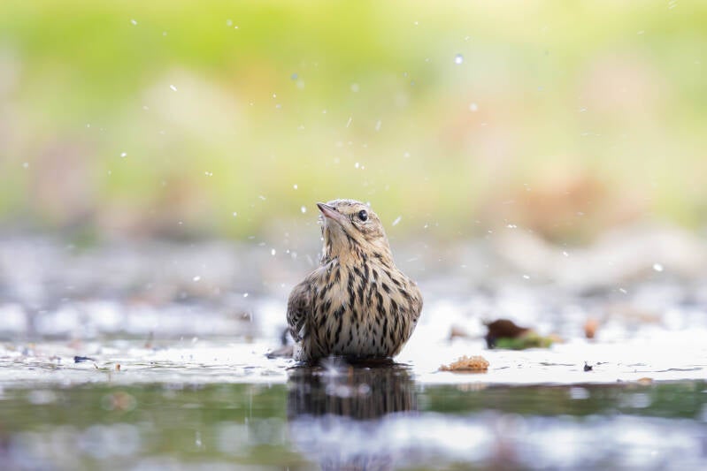 Pipit farlouse