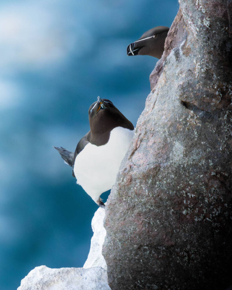Pingouins torda