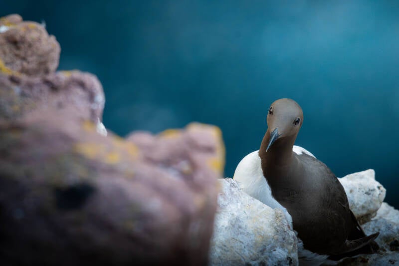 Guillemot de tröil