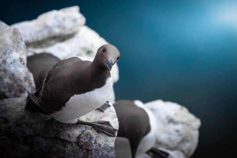 Guillemot de tröil