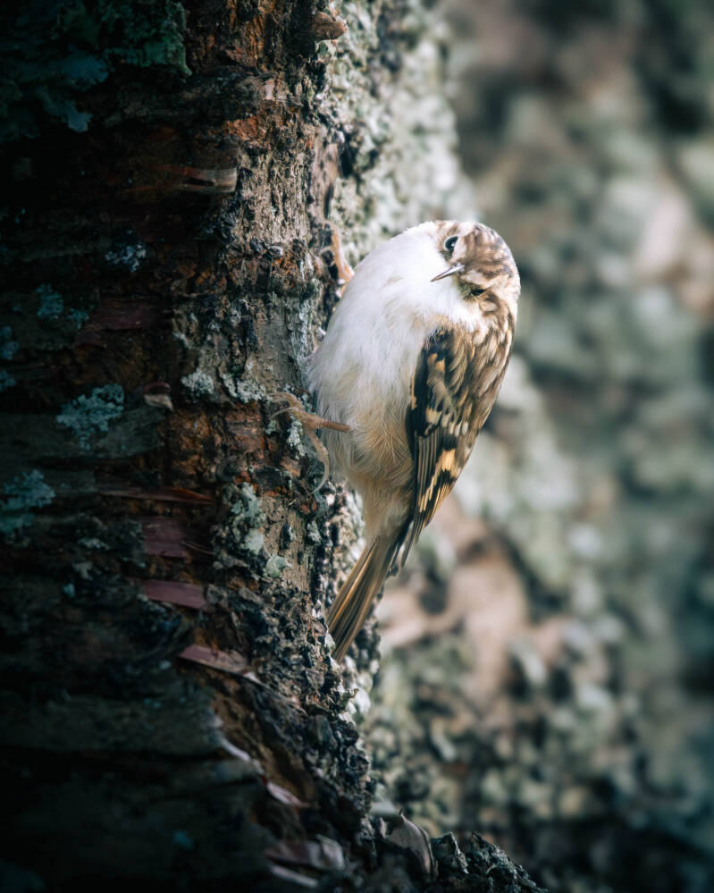Grimpereau des bois
