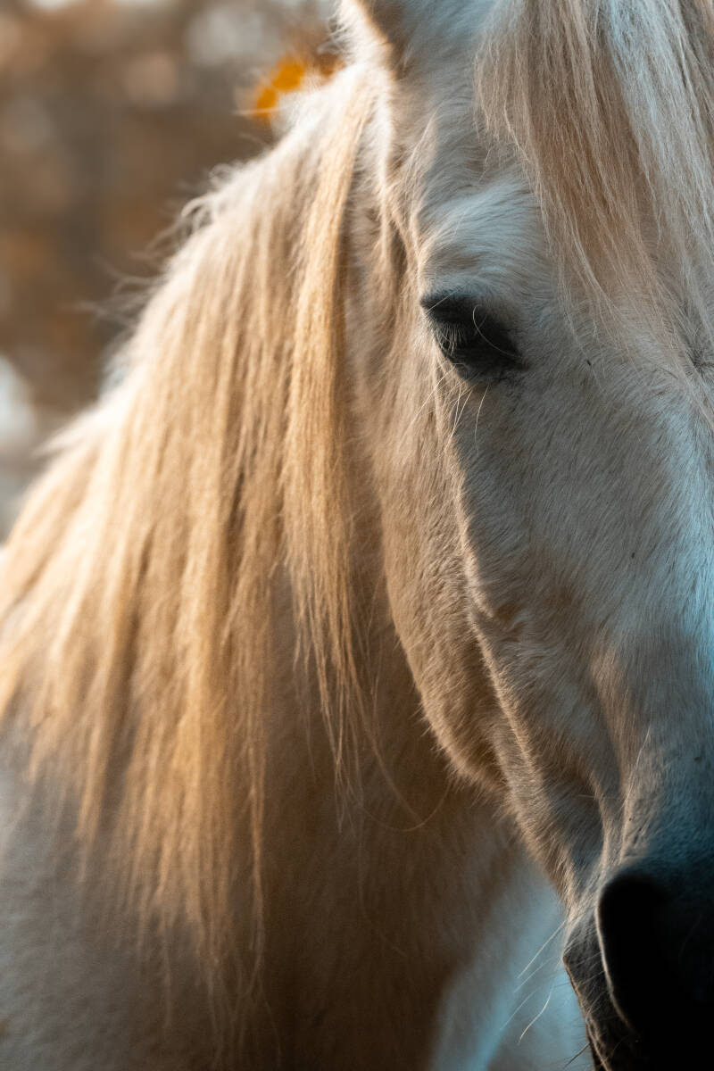 Cheval