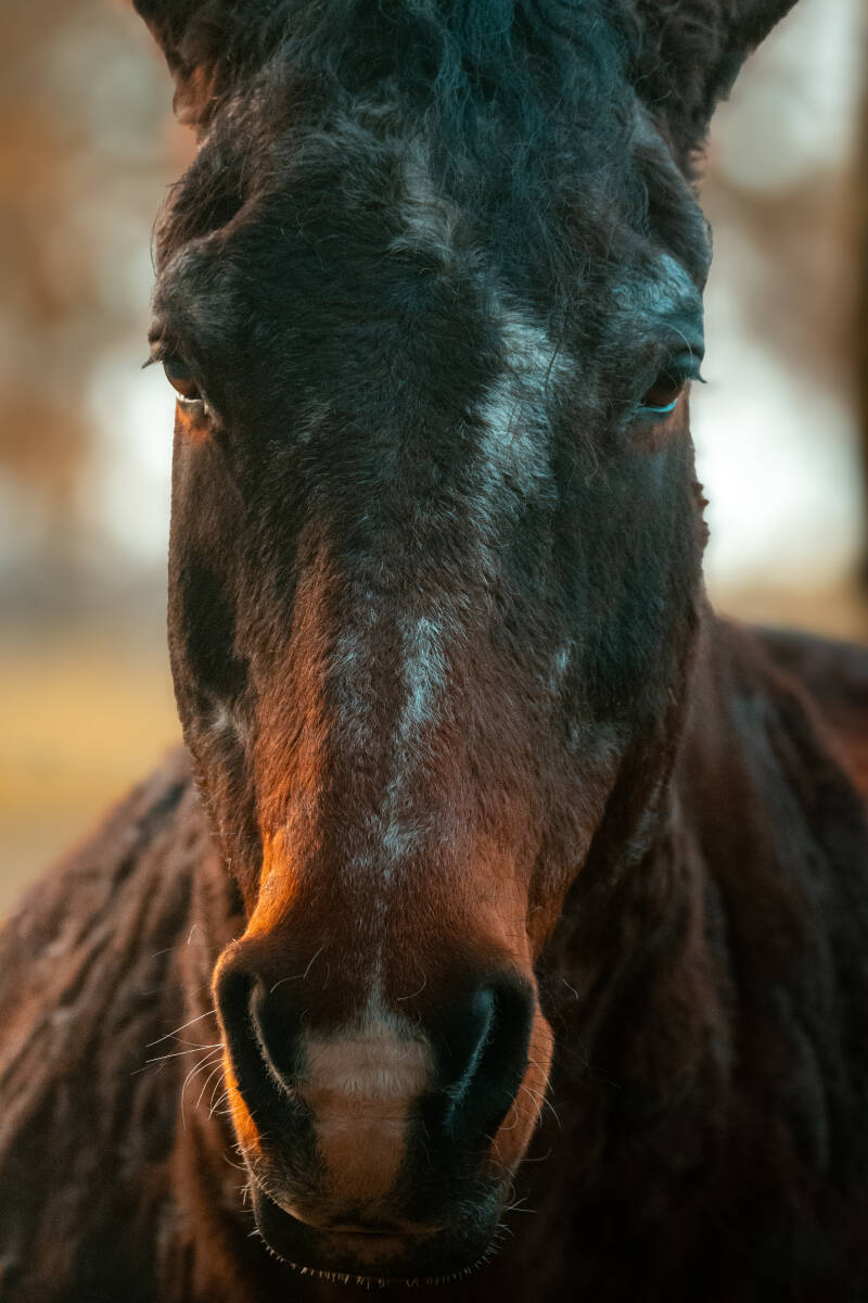 Cheval