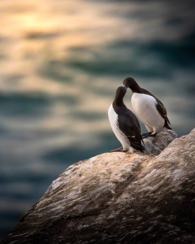 Guillemot de troïl