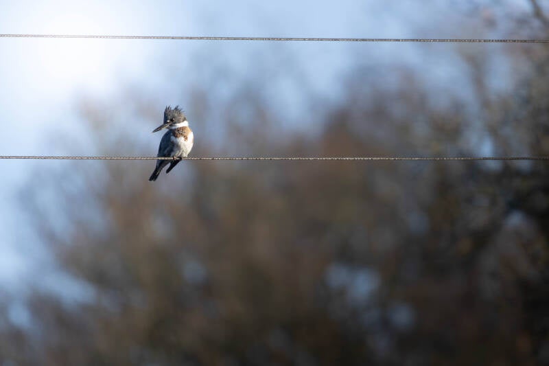 Martin pêcheur d'Amérique