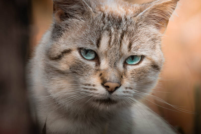 Chat de bretagne