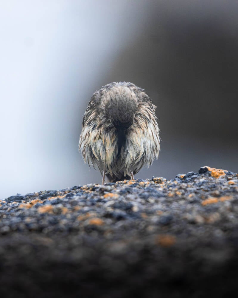 Pipit maritime