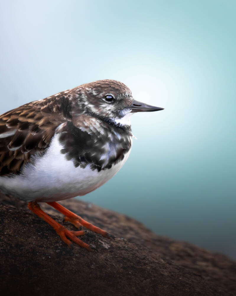 Tournepierre à collier
