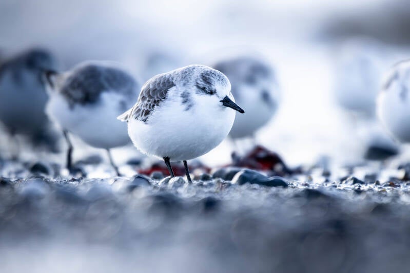 Bécasseau sanderling