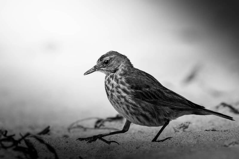 Pipit maritime
