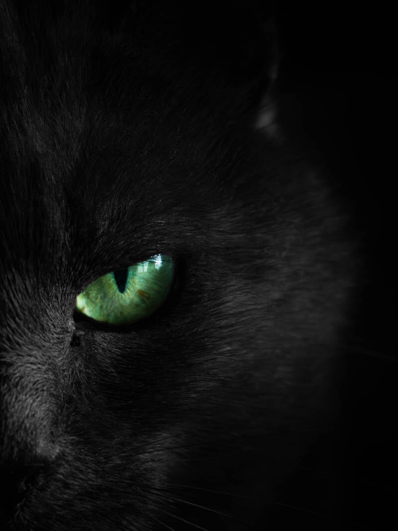 Regard de Misty