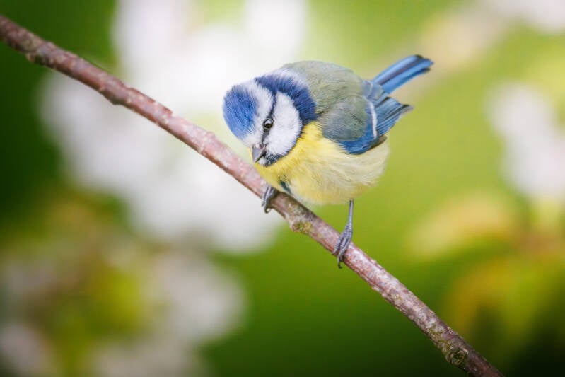 Mésange bleue