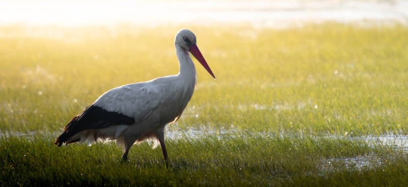 Cigogne blanche