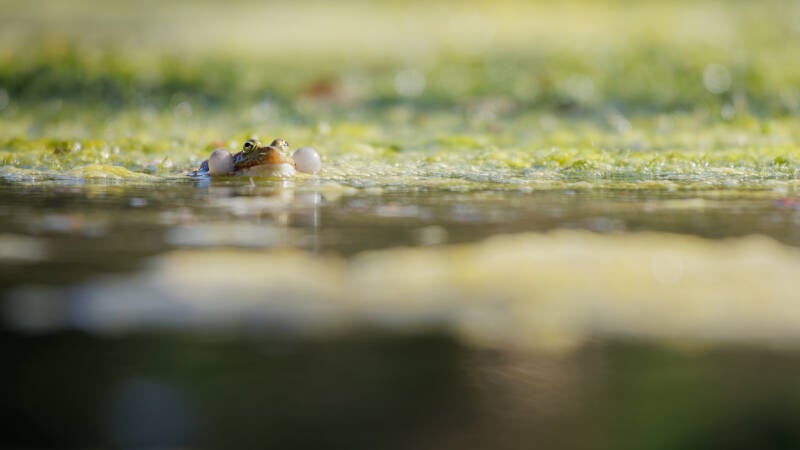 Grenouille verte